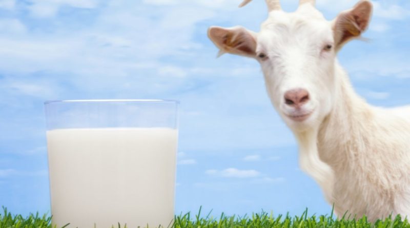 latte di capra