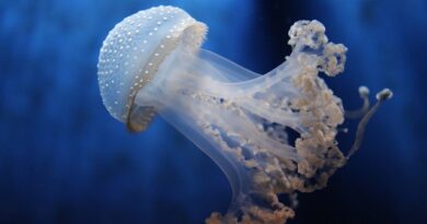 meduse acquario di genova - Foto di Andrea Santoni da Pixabay